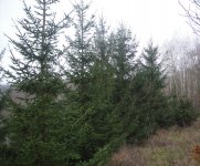 Veliki borovi SUPER POVOLJNO visoki bor od 2 do 8 metara visine, Božić