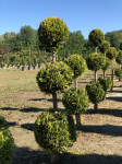 TOPIARY visine 1,2 - 1,7 m