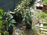 Viburnum  rhytidophyllum