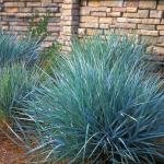 Visoka plava trava / Elymus arenarius / SADNICE