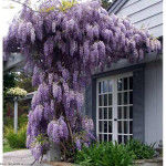 Wisteria Glicinija - velike sadnice