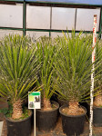 Yucca filifera