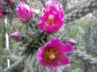 Zimootporni kaktus