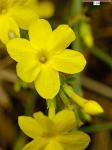 ZIMSKI JASMIN, Jasminum nudiflorum, sadnica, žuti cvjetovi + 1 sadnica