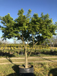 Acer palmatum 300 cm