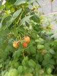 Žuta malina (Rubus idaeus) - sadnice + upute za uzgoj