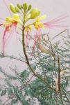 Žuta rajska ptica – Caesalpinia gilliesii (Caesalpiniaceae)