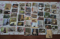 Životinjsko carstvo sličice