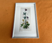 Cvijeće - Botanička ilustracija