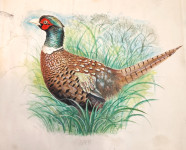 Dorotea Meštrović - akvarel iz 1993.godine