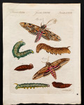 Jacob Schmuzer , Insecta XXXVIII / leptiri , Beč , 1806., bakrorez