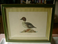 Litografija ? u okviru sa staklom - Bucephala Clangula