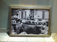 PICASO I KRDO KRAVA I OVACA U SREDIŠTU OSIJEKA - FOTOGRAFIJA