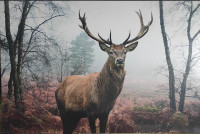 Slika jelena 90 x 60 cm