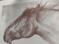 Slika konjska glava