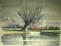 Stari akvarel - Vrba - 31x25cm