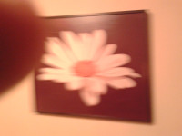 UMJENIČKA FOOGRAFIJA KAŠIRANA TRATINČICA