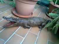 preparirani krokodil aligator 113cm odličan!!!!