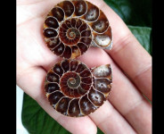 Amoniti - fosili