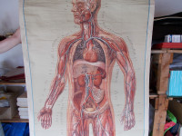 Atlas tijela,kasirano na platnu,220 x110 cm,  1936.