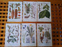BOTANIKA KR. ZEMALJSKA TISKARA U ZAGREBU ILUSTRACIJE U BOJI 6 KOMADA