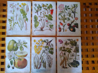BOTANIKA KR. ZEMALJSKA TISKARA U ZAGREBU ILUSTRACIJE U BOJI 6 KOMADA
