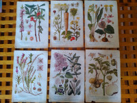 BOTANIKA KR. ZEMALJSKA TISKARA U ZAGREBU ILUSTRACIJE U BOJI 6 KOMADA