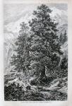 LITOGRAFIJA - Pinus cembra ŠVICARSKI BOR DRVO ŠUMA ŠUMARSTVO BOTANIKA