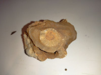 Poludragi kamen - kvarcni sa tragom fosila