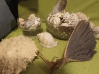 Veliki lot raznih morskih školjaka