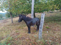 poni konj