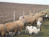Stupovi za električni pastir - fi 35/1500 - 9 kn