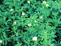 Aleksandrijska djetelina / Egipatska djetelina (Trifolium alexandrinum