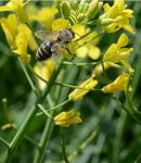 Pčelinja paša - 6 vrsta cvjetnica