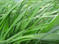 Engleski ljulj (lolium perrene)