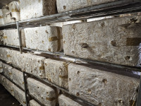 Iskorišteni (stari) kompost od gljiva bukovača