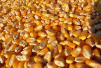 Kukuruz i pšenica u zrnu