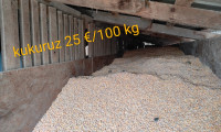 Kukuruz u zrnu 25 €/100 kg (Sisak-Ivanić Grad)