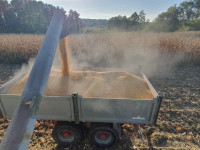 Kukuruz u zrnu rod 2025.g. JASTREBARSKO