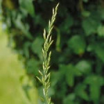 Livadna vlasulja ( Festuca pratensis) sjeme