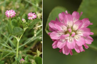Perzijska djetelina (trifolium resupinatum) sjeme