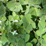 Podzemna djetelina, djetelina podzemna -sjeme (Trifolium subterraneum)