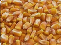 Prodajem kukuruz u zrnu ( PIONEER 9911) 50 kg- 15 eura