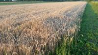 Pšenica okolica Novog ZAGREBA