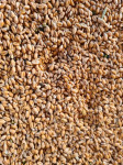 Pšenica u rinfuzi