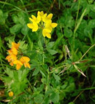 Smiljkita roškasta, svinđuša -Lotus corniculatus sjeme
