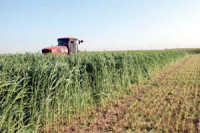 AKCIJA!!! Sudanska trava sjeme - prava sudanska