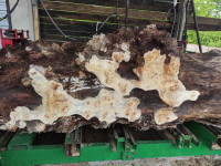 Jagnjed table  1oo-37o EUR komad