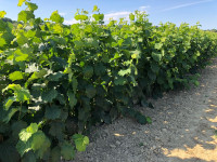 Talijanske sadnice lješnjaka - tonda di giffoni, romana, langha, nocch