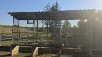 Kukurežnjak